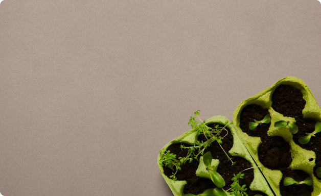 auginimo-budai-bloombay