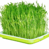 Mikrožalumynų auginimo padėklas Microgreens Tray